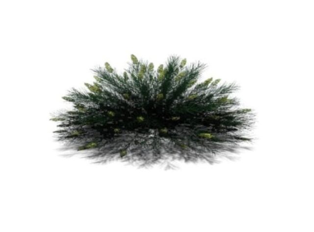 bush shrub plan rpc revit family