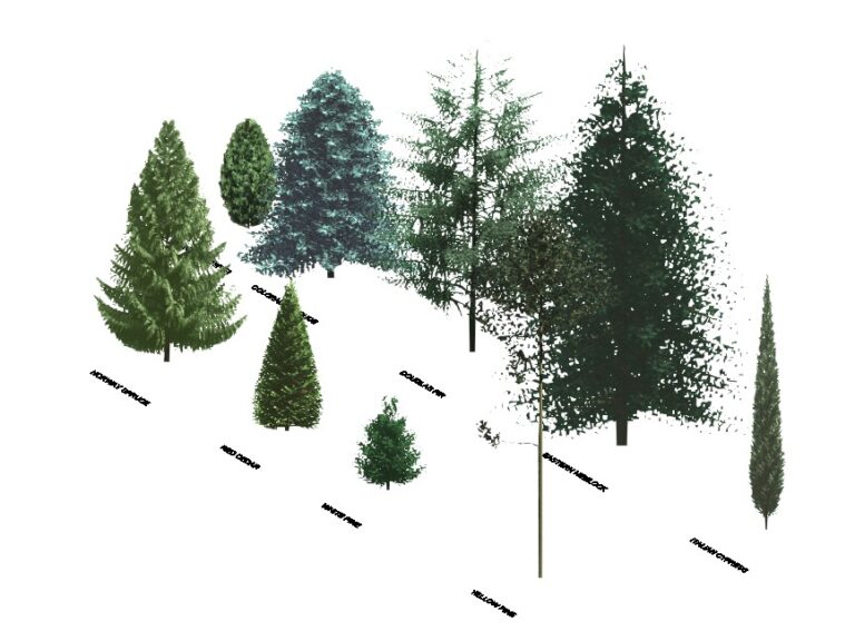 coniferous trees Revit