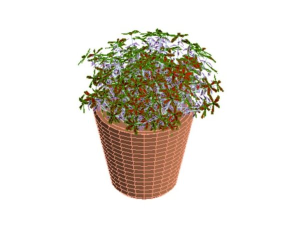 Pot Plant