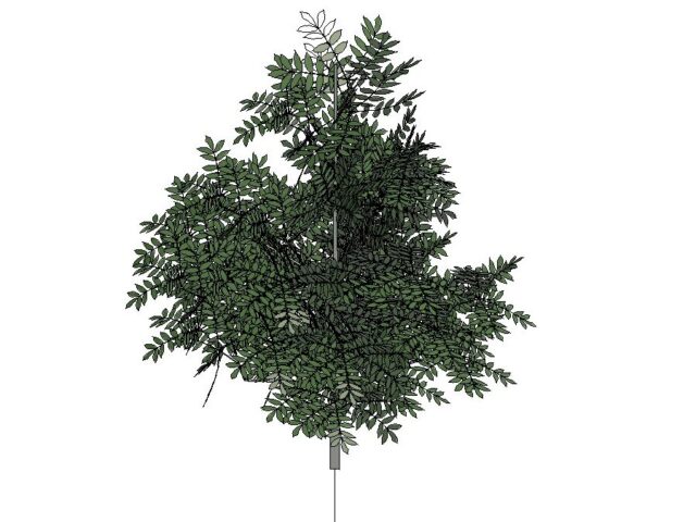 Acacia Tree