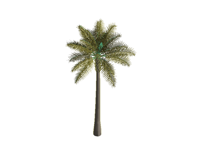 Tree Palm 4